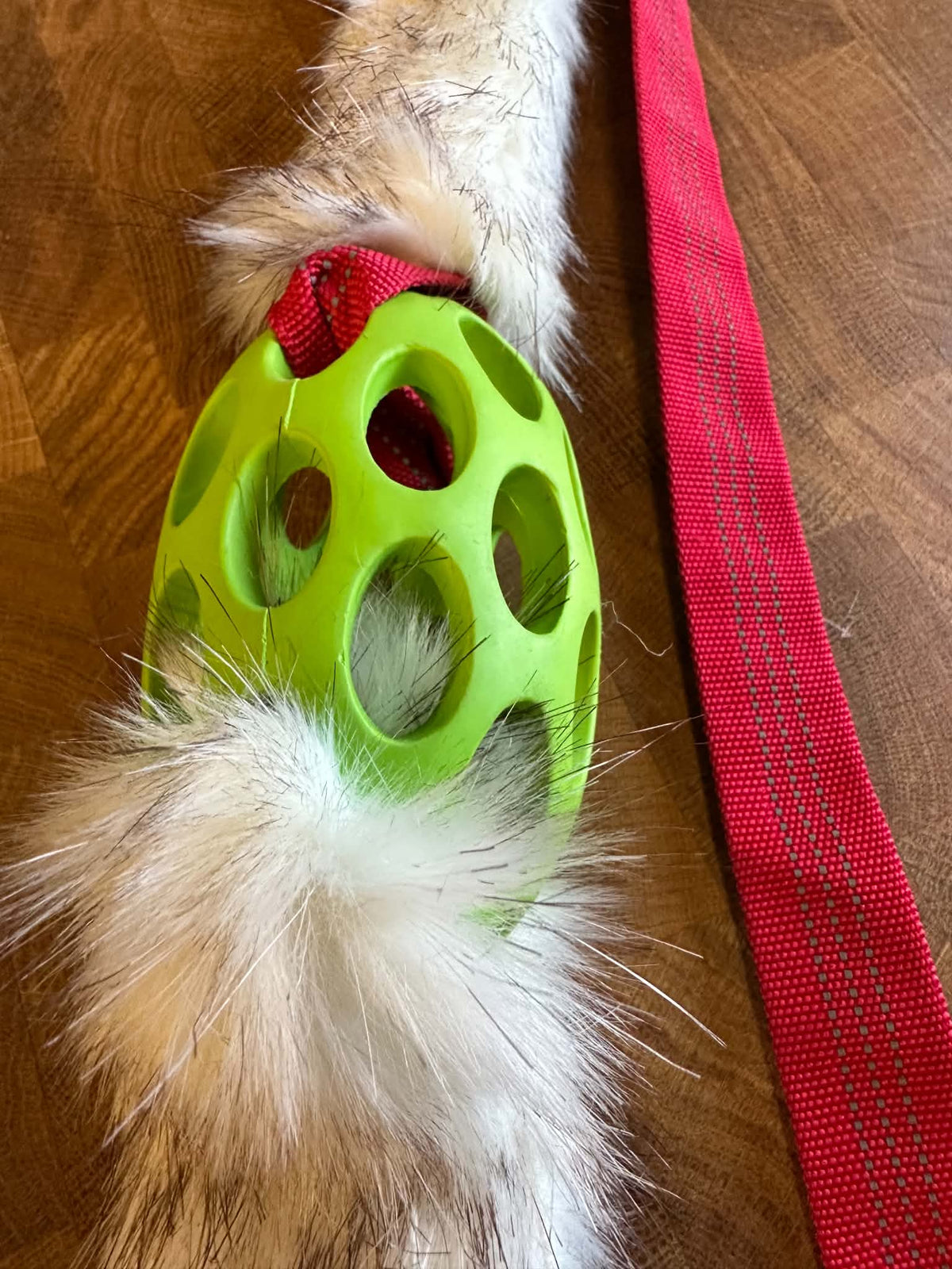 Agilitoy Rabbitly - Real rabbit fur