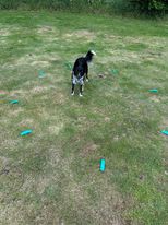 ByUnikhund Markeringer til Blind Point - Lydighedstræning