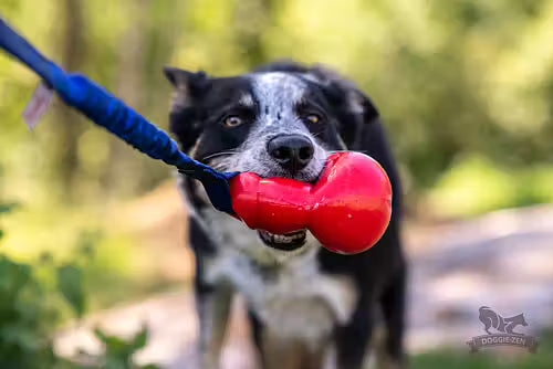 Doggie-Zen Bungee Bounzer Tug - Legetøj til hundetræning