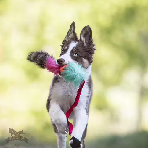 Doggie-Zen Chuckit Air Tug- Belønningslegetøj til hundetræning