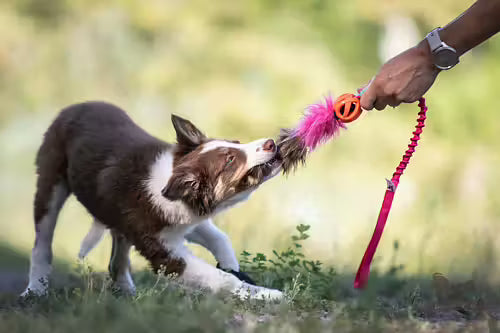 Doggie-Zen Chuckit Air Tug- Belønningslegetøj til hundetræning
