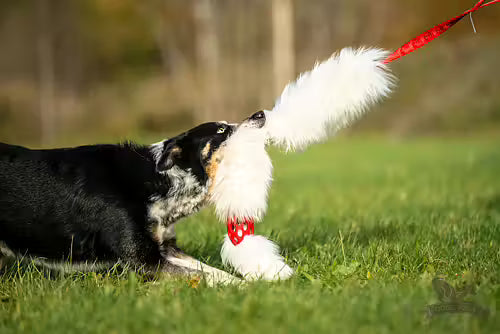 Doggie-Zen Bungee Hol-ee Comet Chaser Tug L - Reward Toy