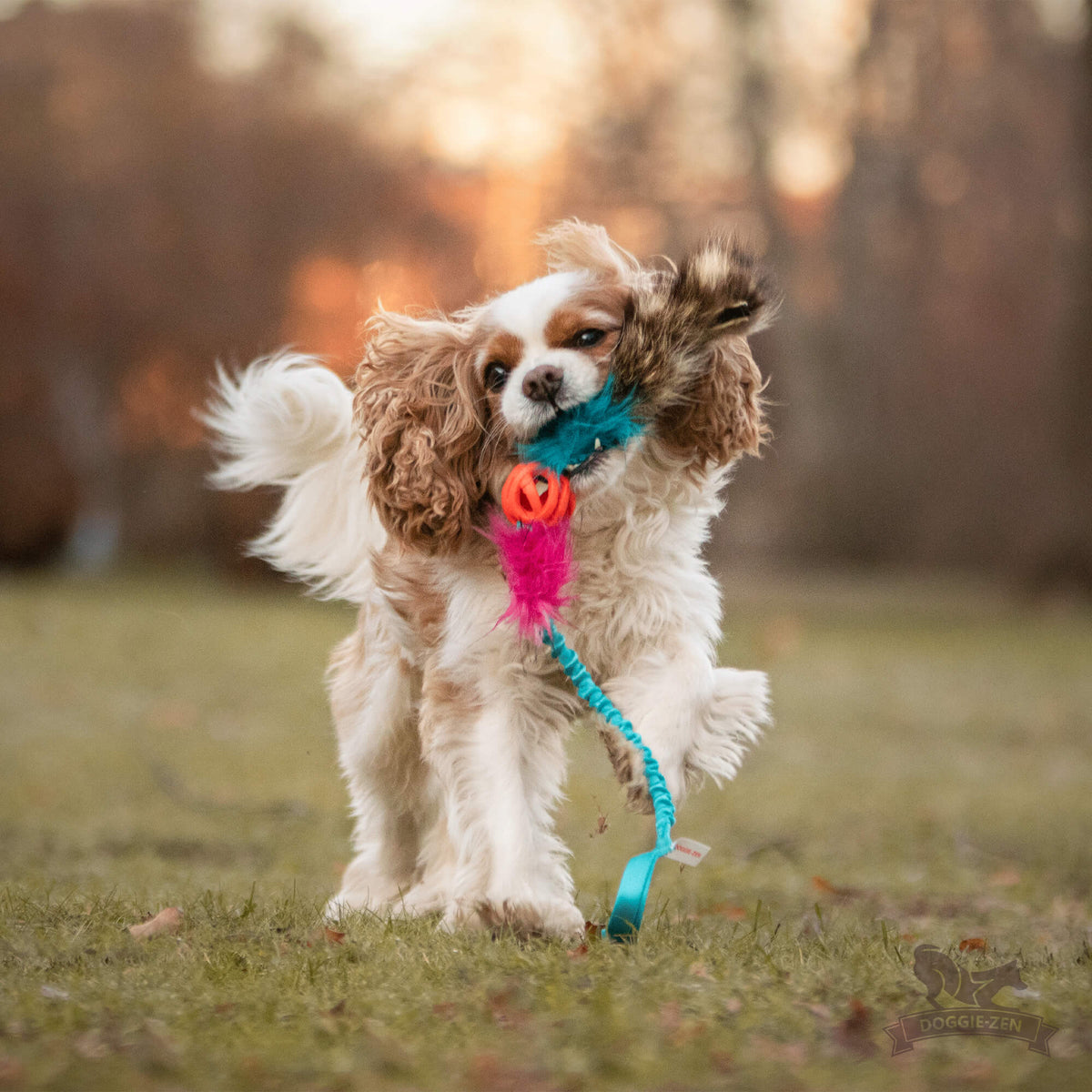 Doggie-Zen Chuckit Air Tug- Belønningslegetøj til hundetræning