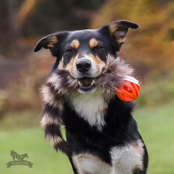 Doggie-Zen Raccoon Tail With Chuckit - Legetøj til hundetræning