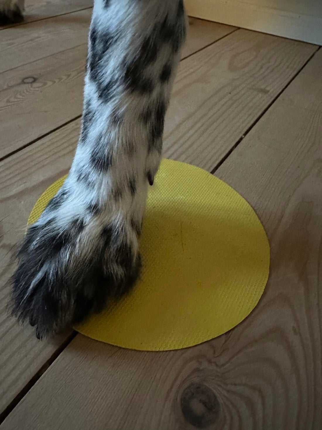 Target til hundesport - Lille Ø 12 cm