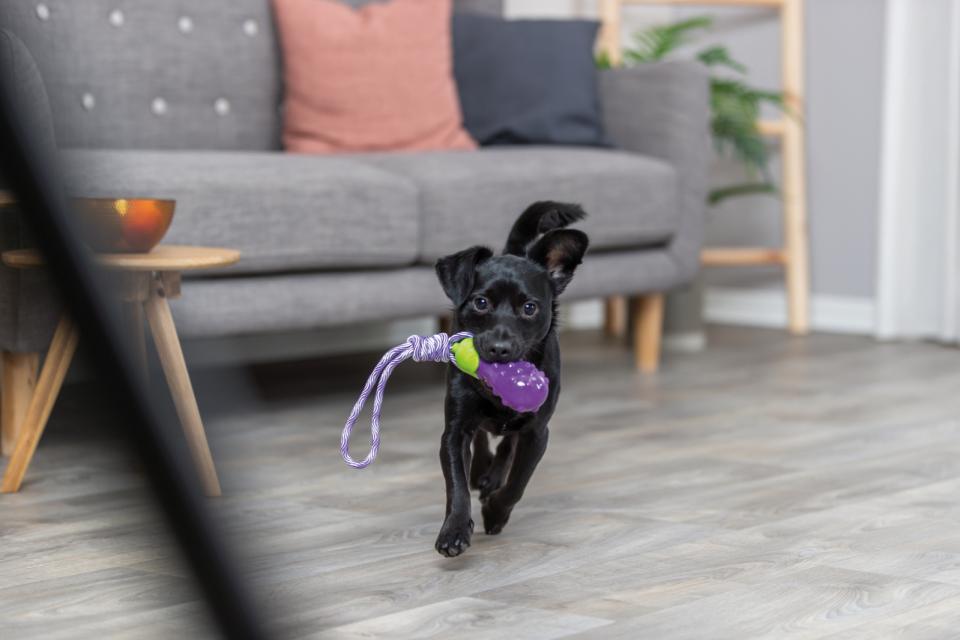 Trixie Aubergine on a robe - Hundelegetøj med piv