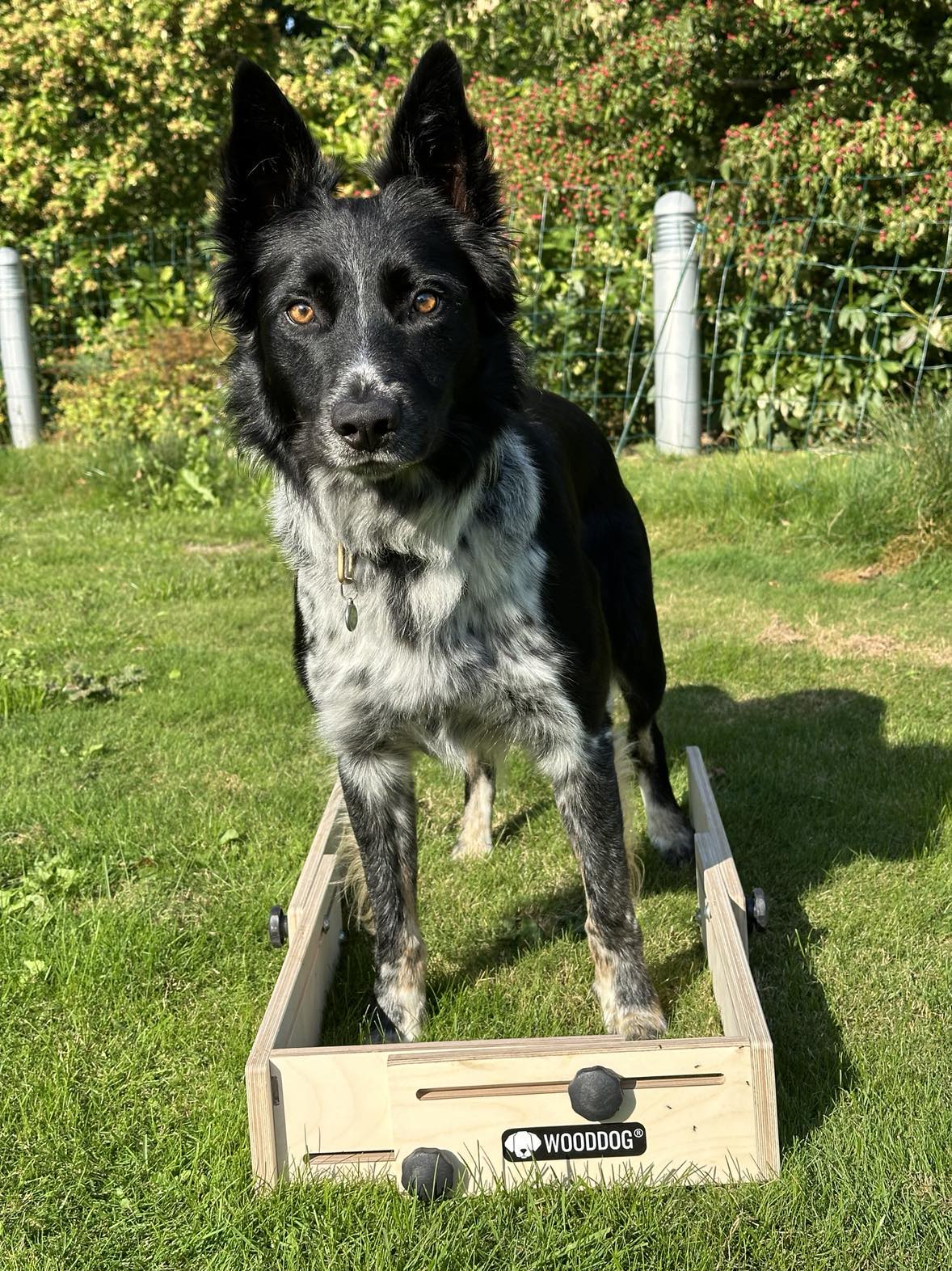 WOODDOG Stillingsskifte Kasse- Hundetræning