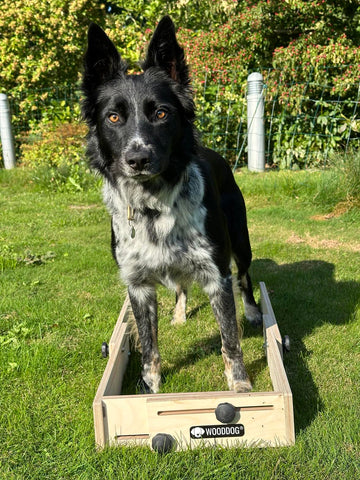 WOODDOG Stillingsskifte Kasse- Hundetræning
