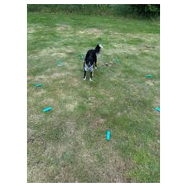 By unikhund Markeringer til Blind Point - Lydighedstræning - Billede 2