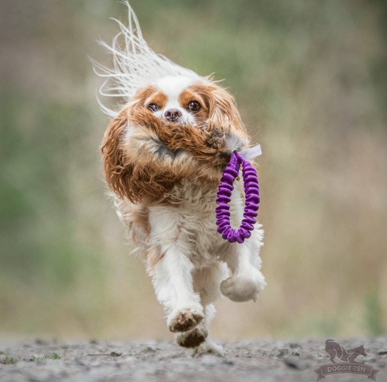 Doggie-Zen Rævepels- Belønningslegetøj til hundetræning - Billede 2