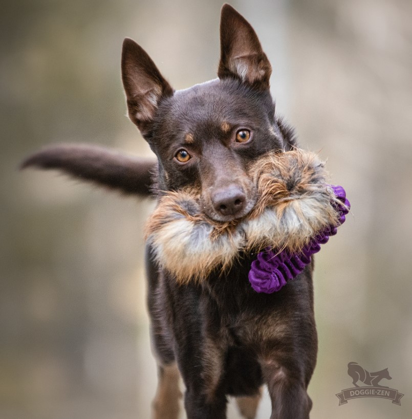 Doggie-Zen Rævepels- Belønningslegetøj til hundetræning - Billede 3