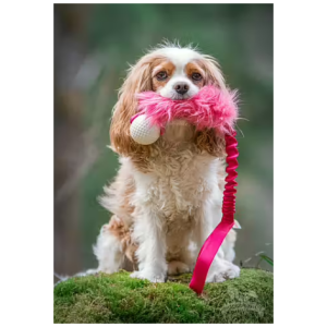 Doggie-zen trækkelegetøj