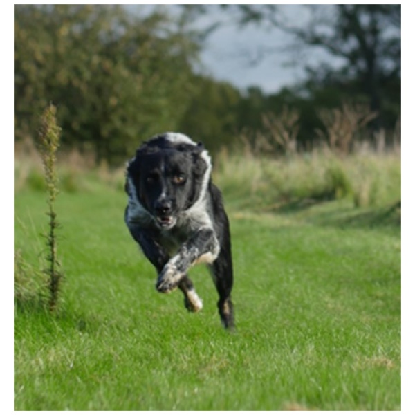Hundetræning - DKK Lydighed - Lp Hold -Start 13/03.25 18-19.15