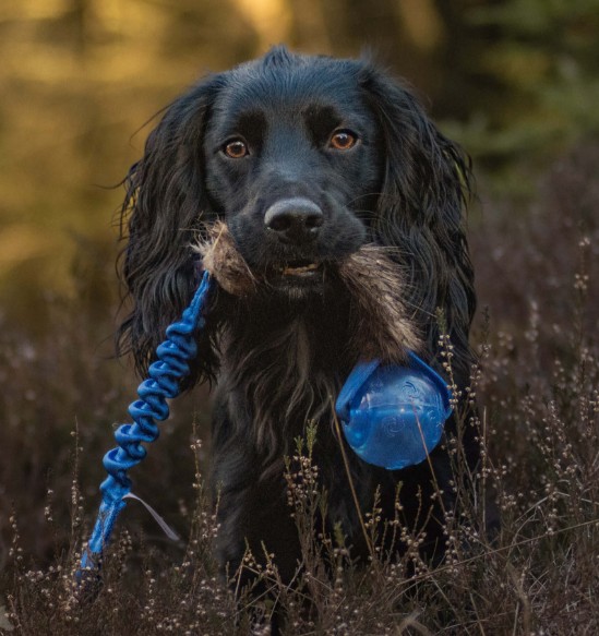 Doggie-Zen Bungee Beaver Tug L with KONG Squeezz - Trækkelegetøj