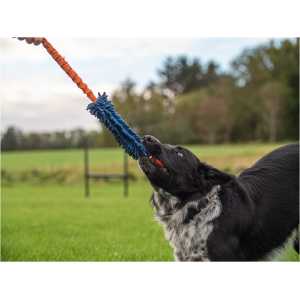 hundetræning