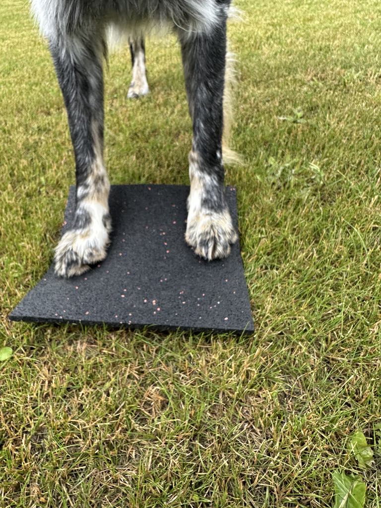 Gummi Target - Hundetræning - Billede 2