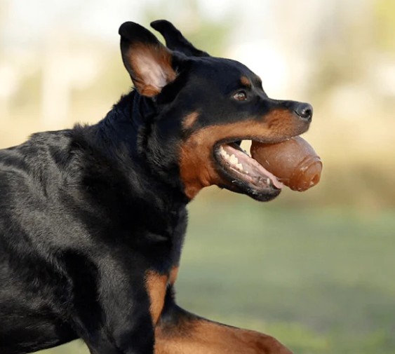 Retorn Rub American Football- Organisk gummi - Billede 3