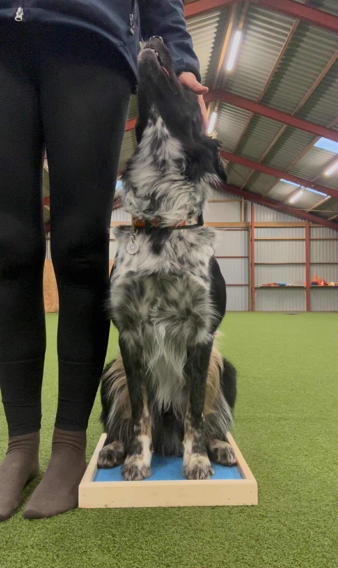 Unikhund Platform med 4 kanter. Hundetræning.