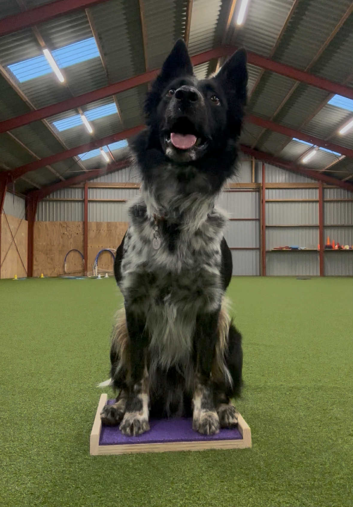 Unikhund Platform med 2 sider. Hundetræning.