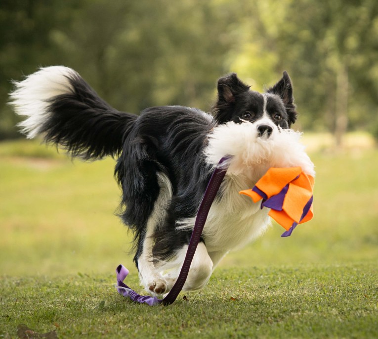 Doggie-Zen Jagtkompis L - Langt belønningslegetøj med pels - Billede 3