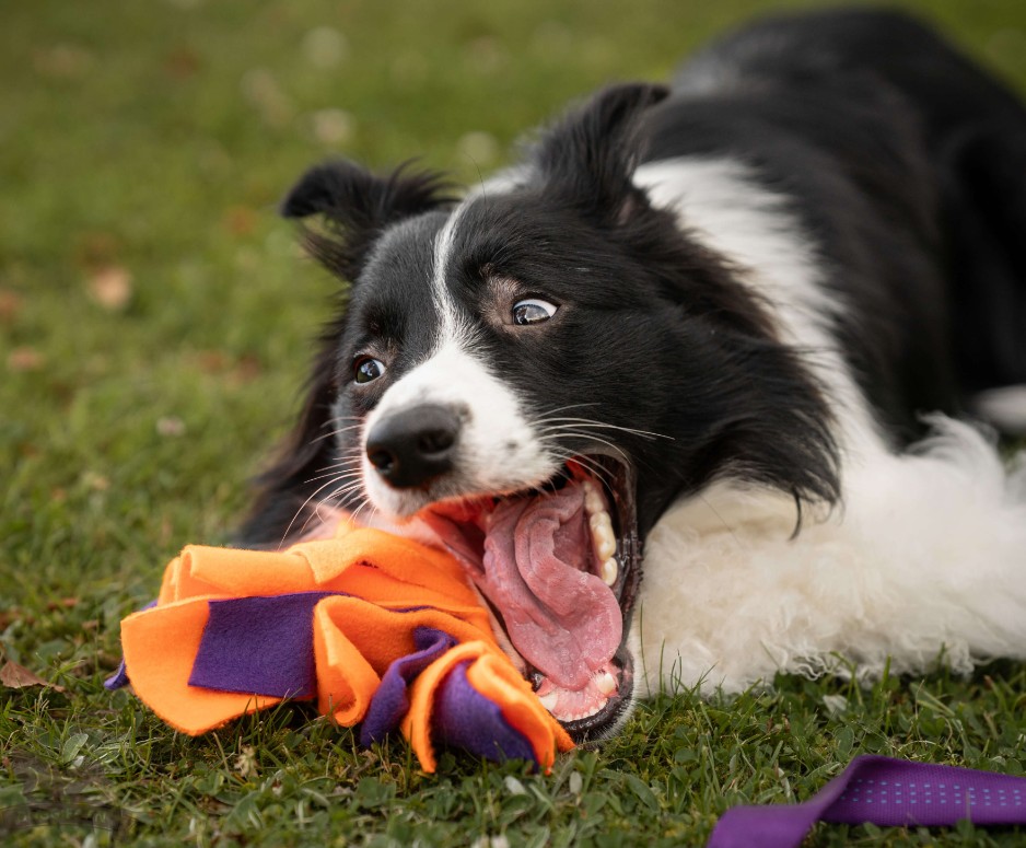 Doggie-Zen Jagtkompis L - Langt belønningslegetøj med pels - Billede 4