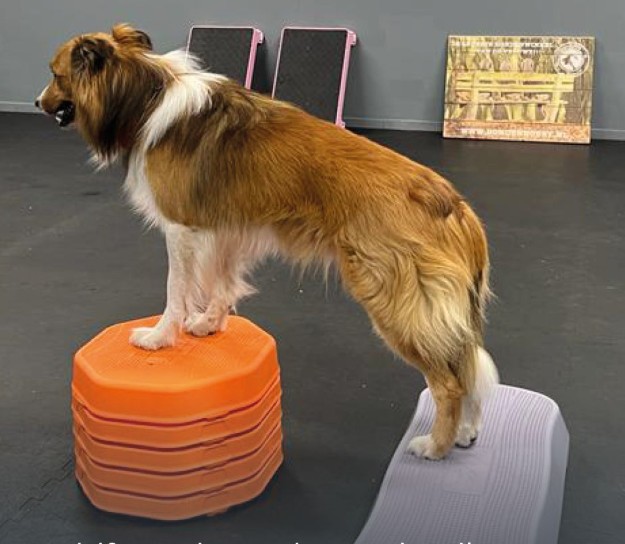 Fitnessbænk til hundetræning - Billede 3